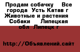 Продам собачку  - Все города, Усть-Катав г. Животные и растения » Собаки   . Липецкая обл.,Липецк г.